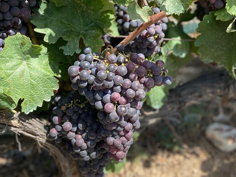 A bunch of dark grapes hanging among vine leaves