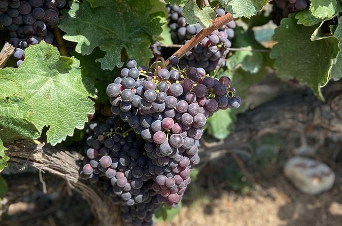 Small Group Guided E-bike Tour in Nice's Organic Vineyard