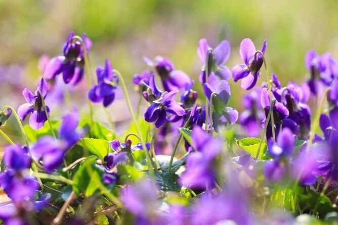 Wild violets in flower